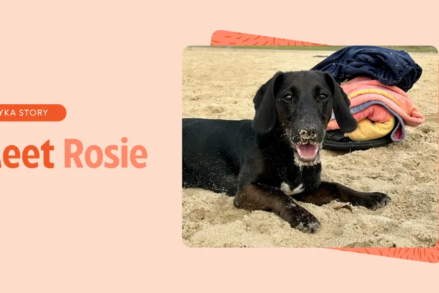 Rosie the Cocker Jack puppy feature image
