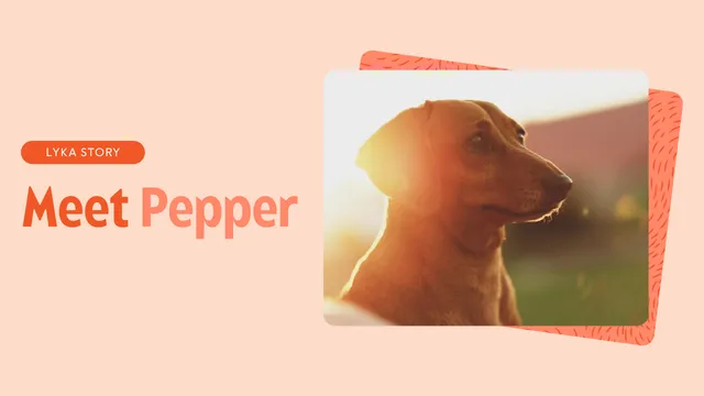 Pepper the Dachshund Lyka Story