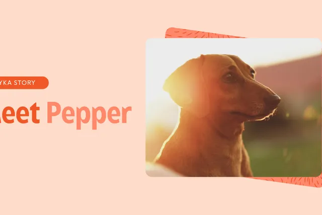 Pepper the Dachshund Lyka Story