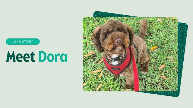 Meet Dora feature image
