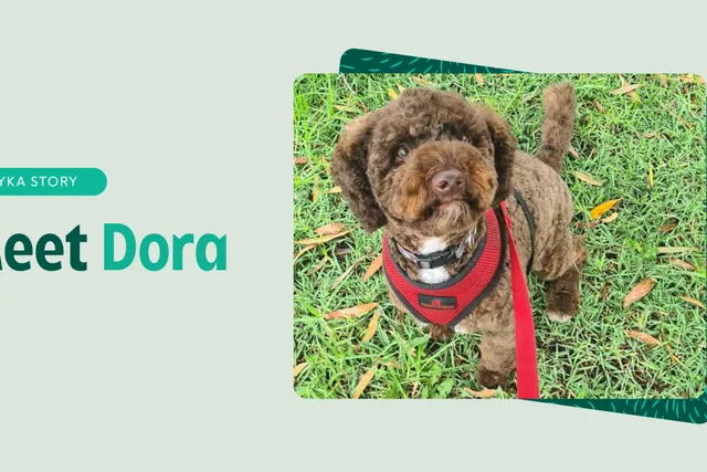 Meet Dora feature image