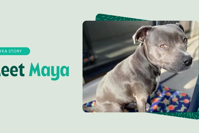 Maya Lyka Story