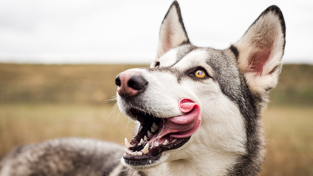 Husky outdoors licking own face