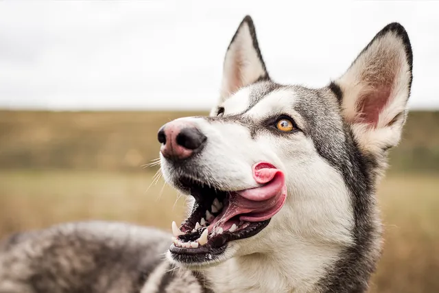 Husky outdoors licking own face