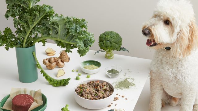 dog eating a bowl of Lyka beef real food surrounded by fresh produce