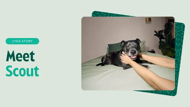 Scout the Staffy Lyka Story feature image