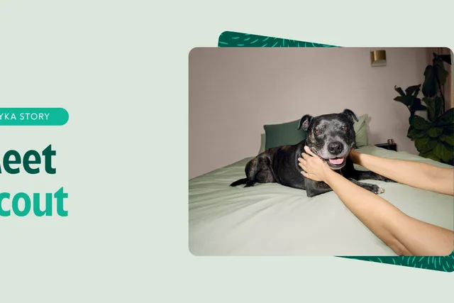 Scout the Staffy Lyka Story feature image