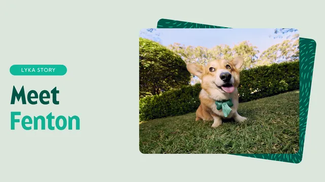Fenton the Corgi feature image