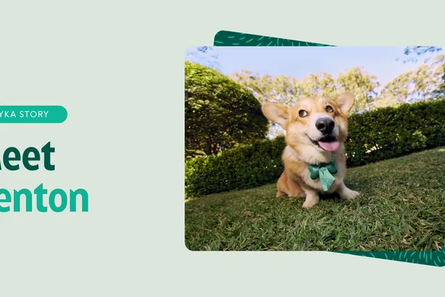 Fenton the Corgi feature image