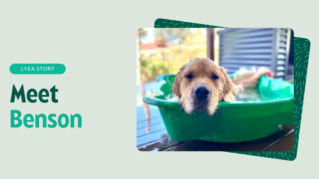 Benson the Golden Retriever feature image