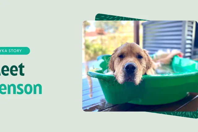 Benson the Golden Retriever feature image