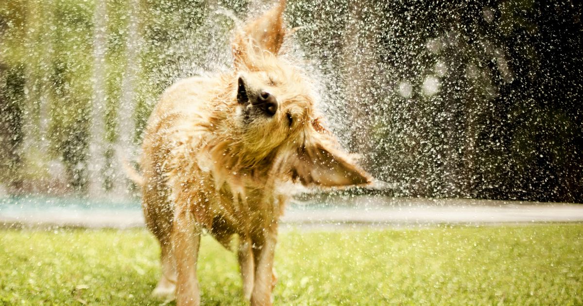 9 reasons why your dog is shaking and when to see a vet | Lyka Blog