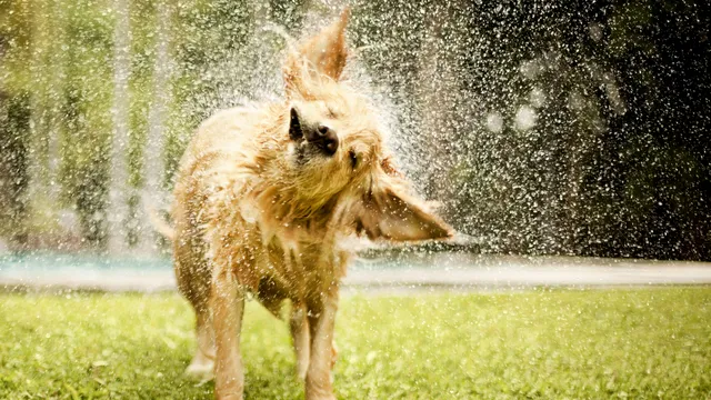 Golden Retriever shaking water off coat
