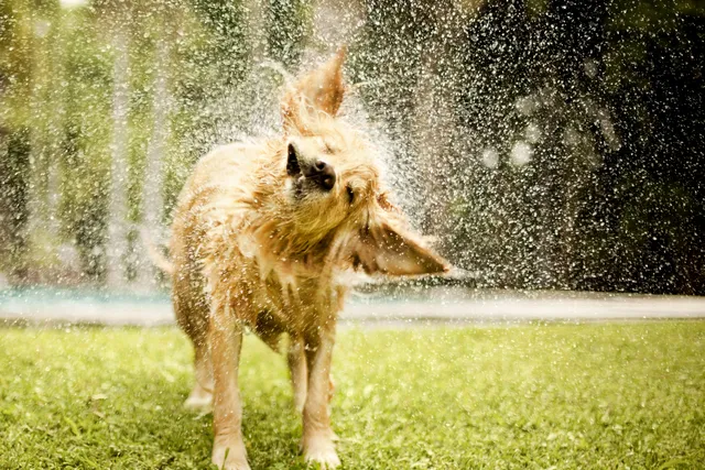 Golden Retriever shaking water off coat