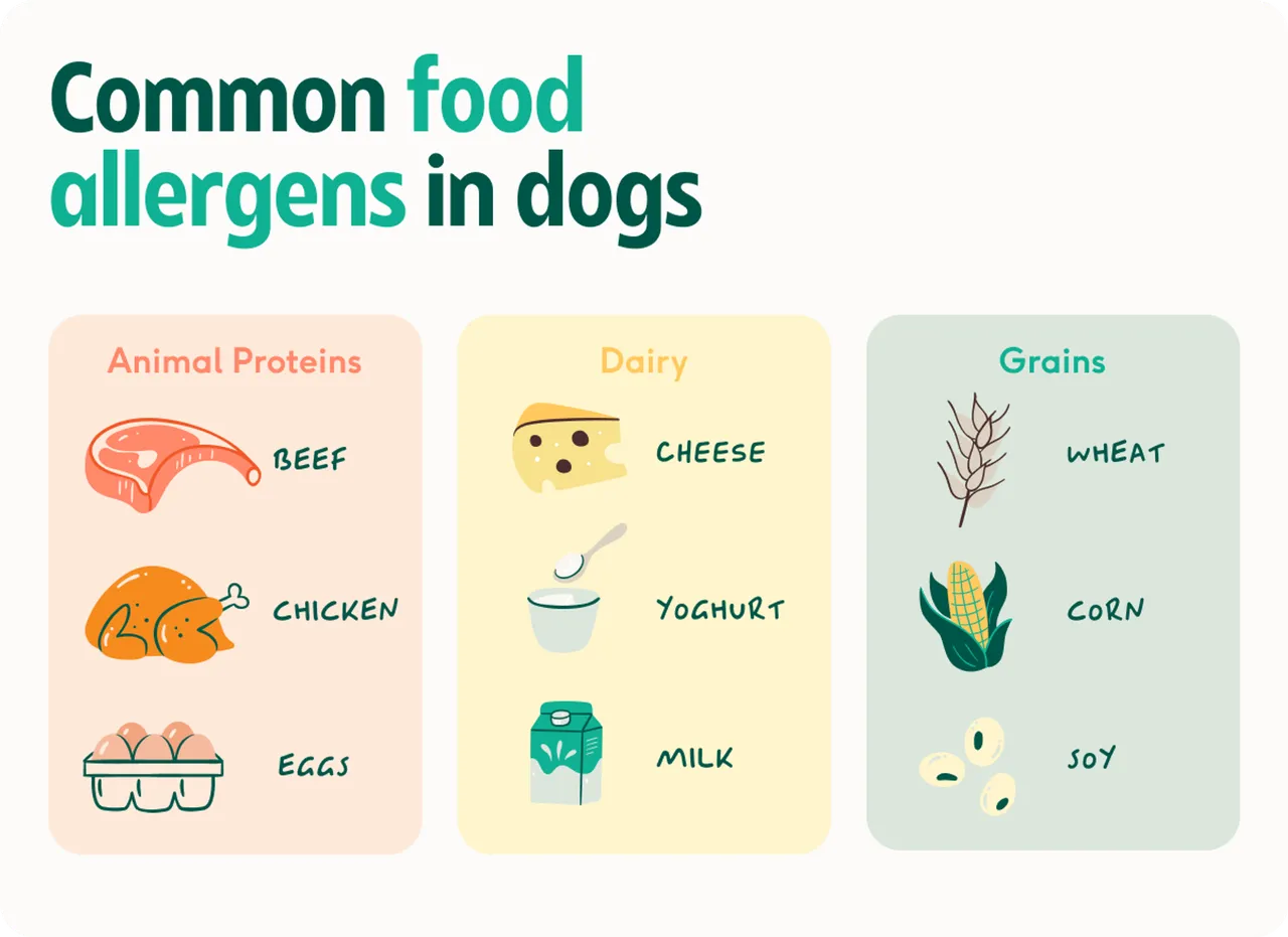 Dog food allergies vs intolerances: our experts explain the difference ...