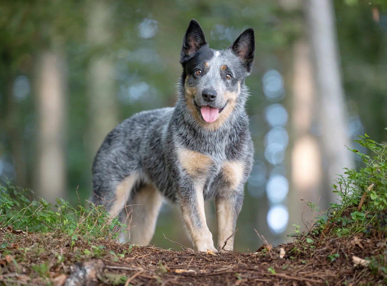 Blue Heeler in a forest