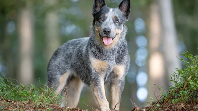 Blue Heeler in a forest