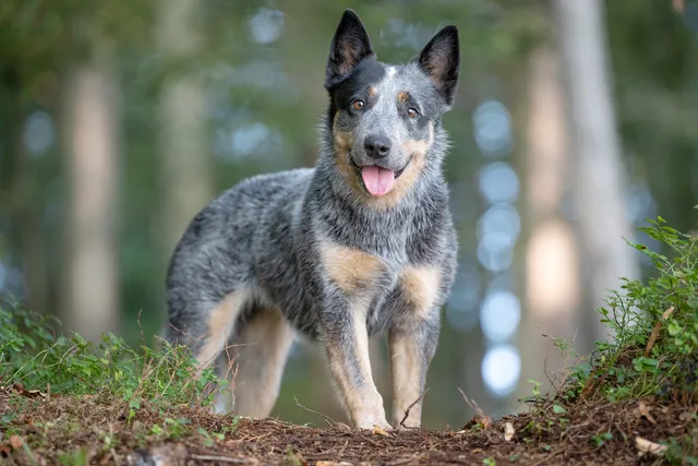 Blue Heeler in a forest