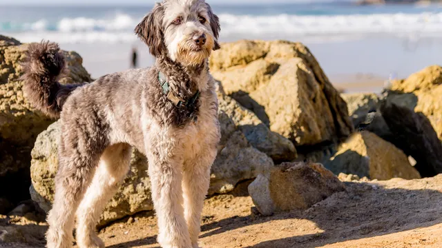 Aussiedoodle dog on the beach