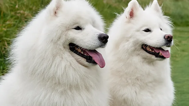 Fluffy dog breed Samoyed