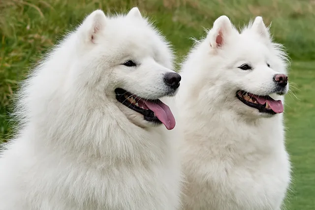 Fluffy dog breed Samoyed