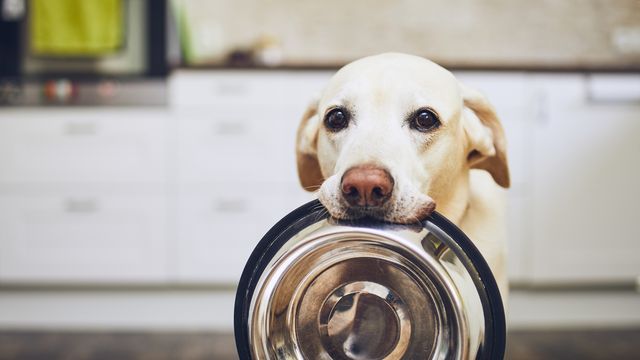 Hungry dog holding an empty bowl