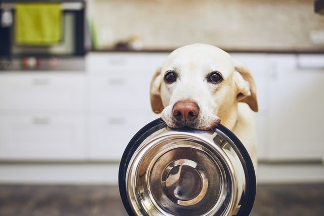 Hungry dog holding an empty bowl