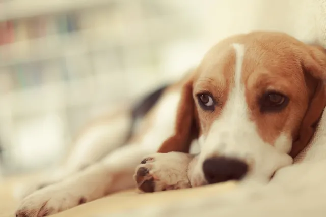 Puppy on blanket