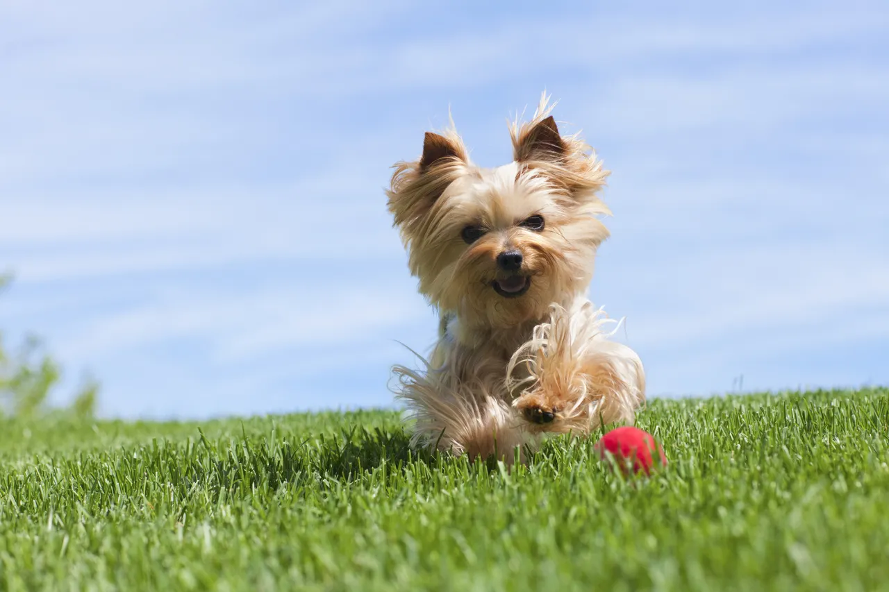 Yorkshire Terrier dog running after a ball