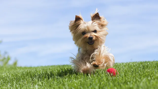 Yorkshire Terrier running after a red ball