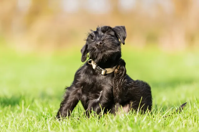 Dog scratching