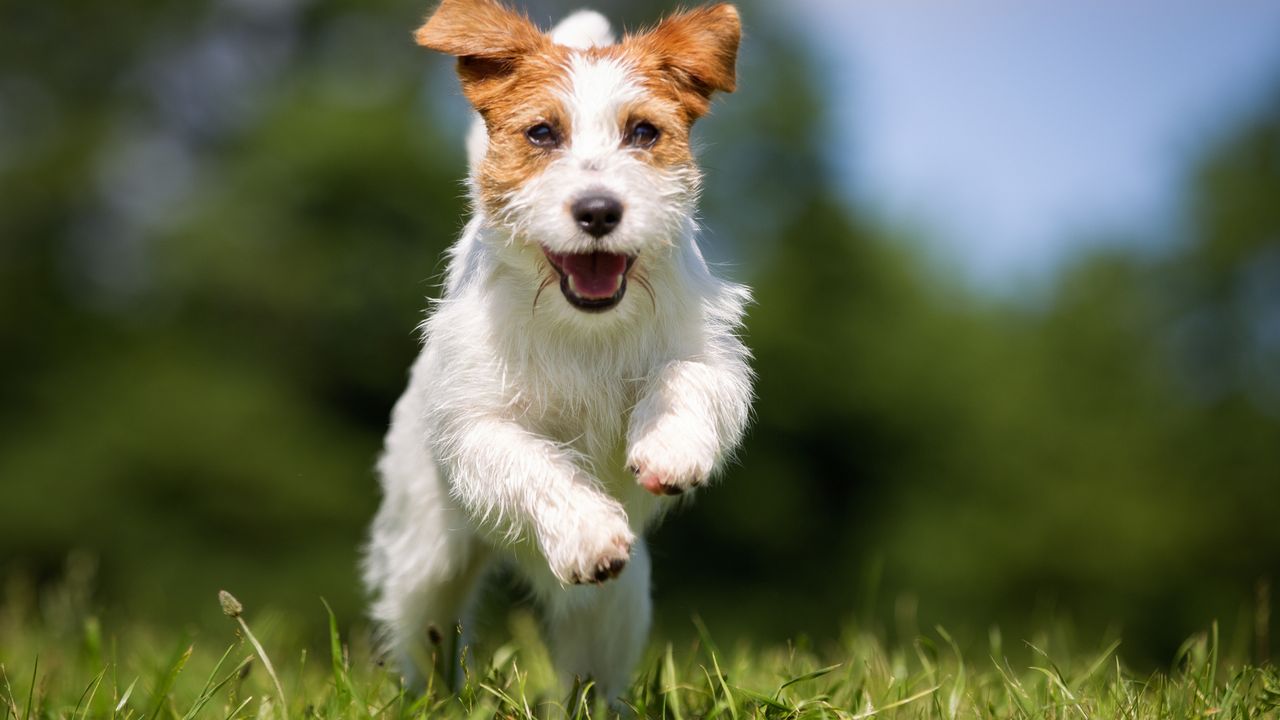 Jack russell having fun
