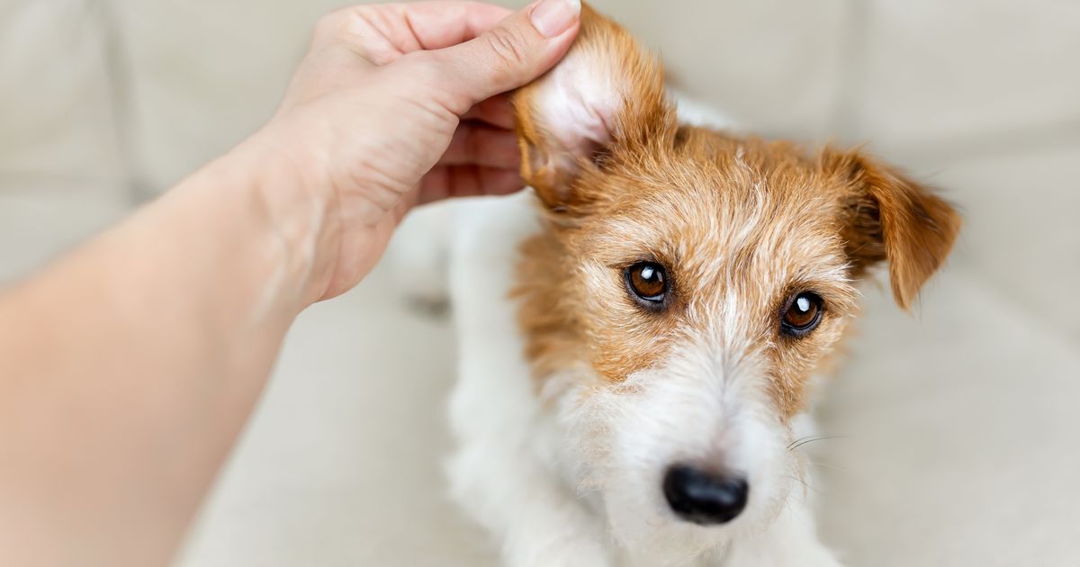 Dog ear infections: signs, causes, and nutrition’s role in treatment ...