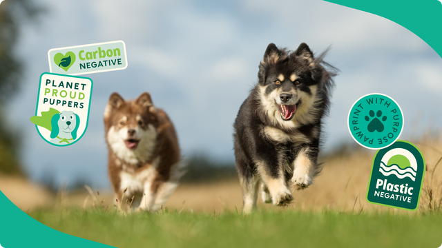 Two dogs running across a grassy field