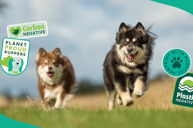 Two dogs running across a grassy field