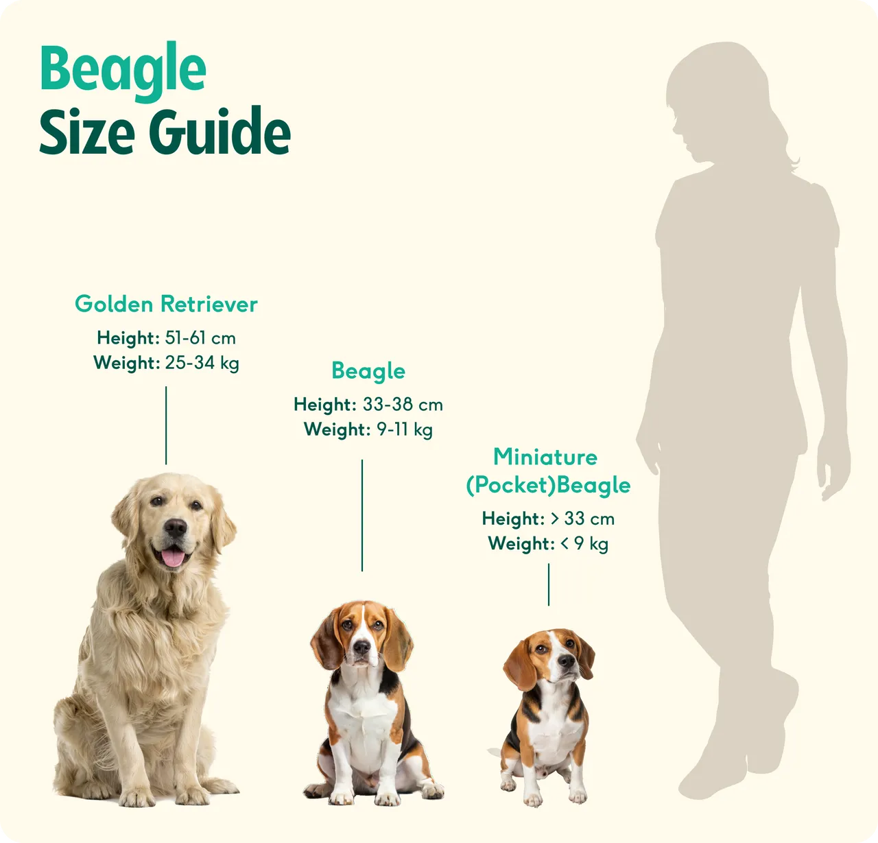 Beagle size guide