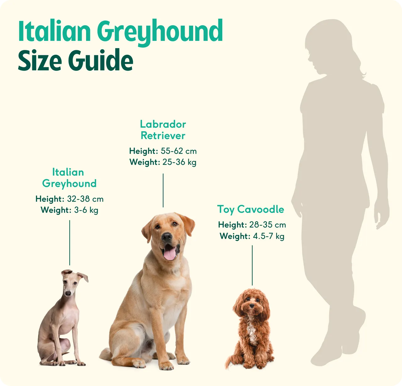 Italian Greyhound breed insights: care, personality & expert tips ...