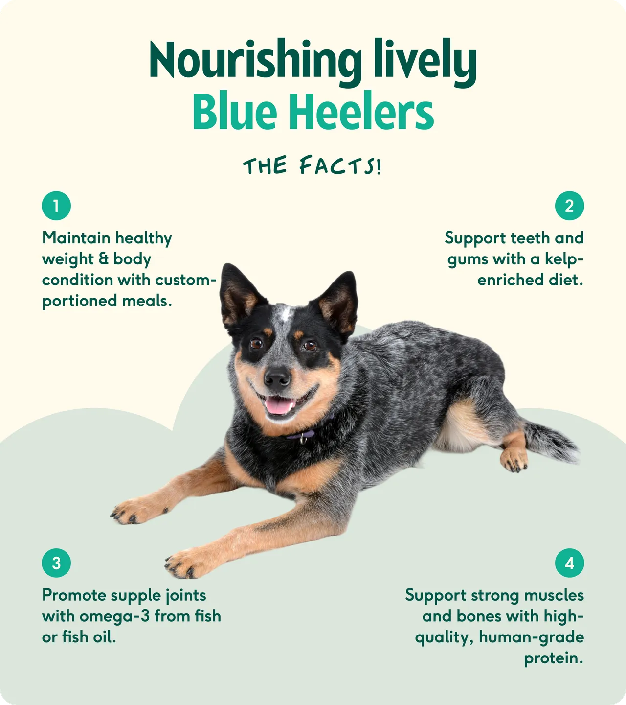 Blue Heeler nutrition facts