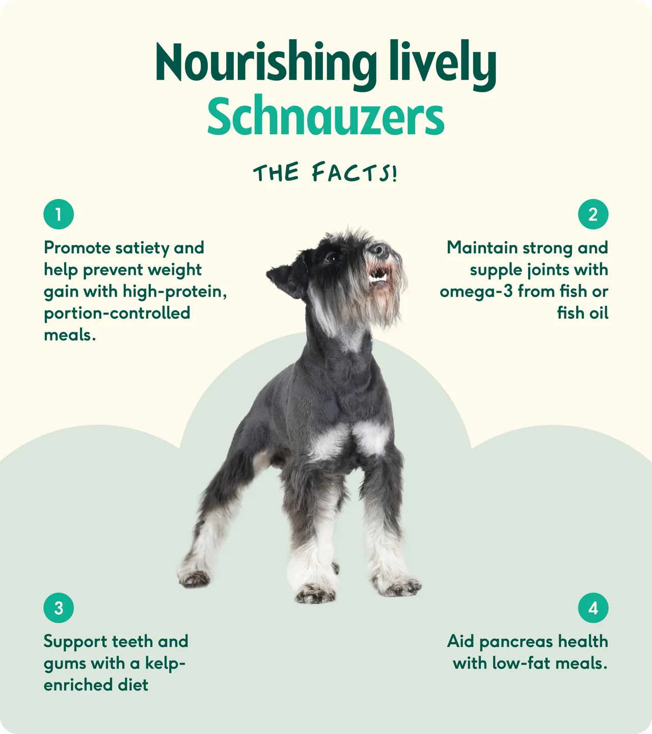 Schnauzer nutrition tips