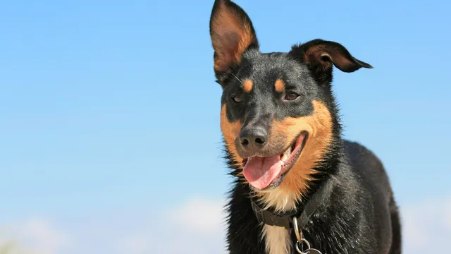 Kelpie at the beach