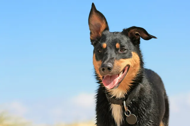 Kelpie at the beach