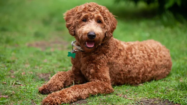 Brown Labradoodle lying on grass
