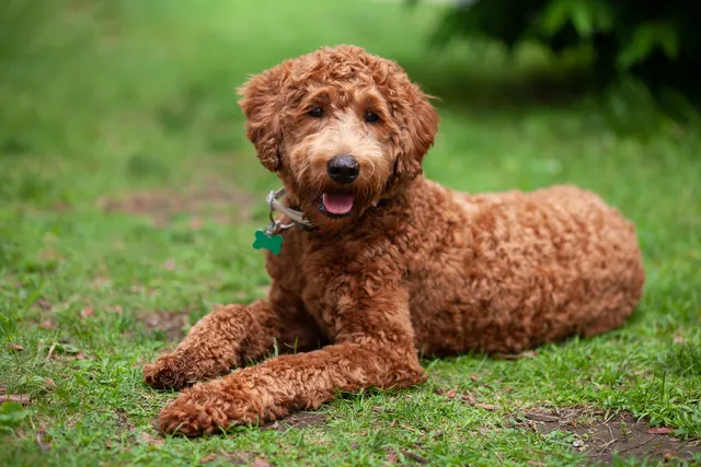 Brown Labradoodle lying on grass