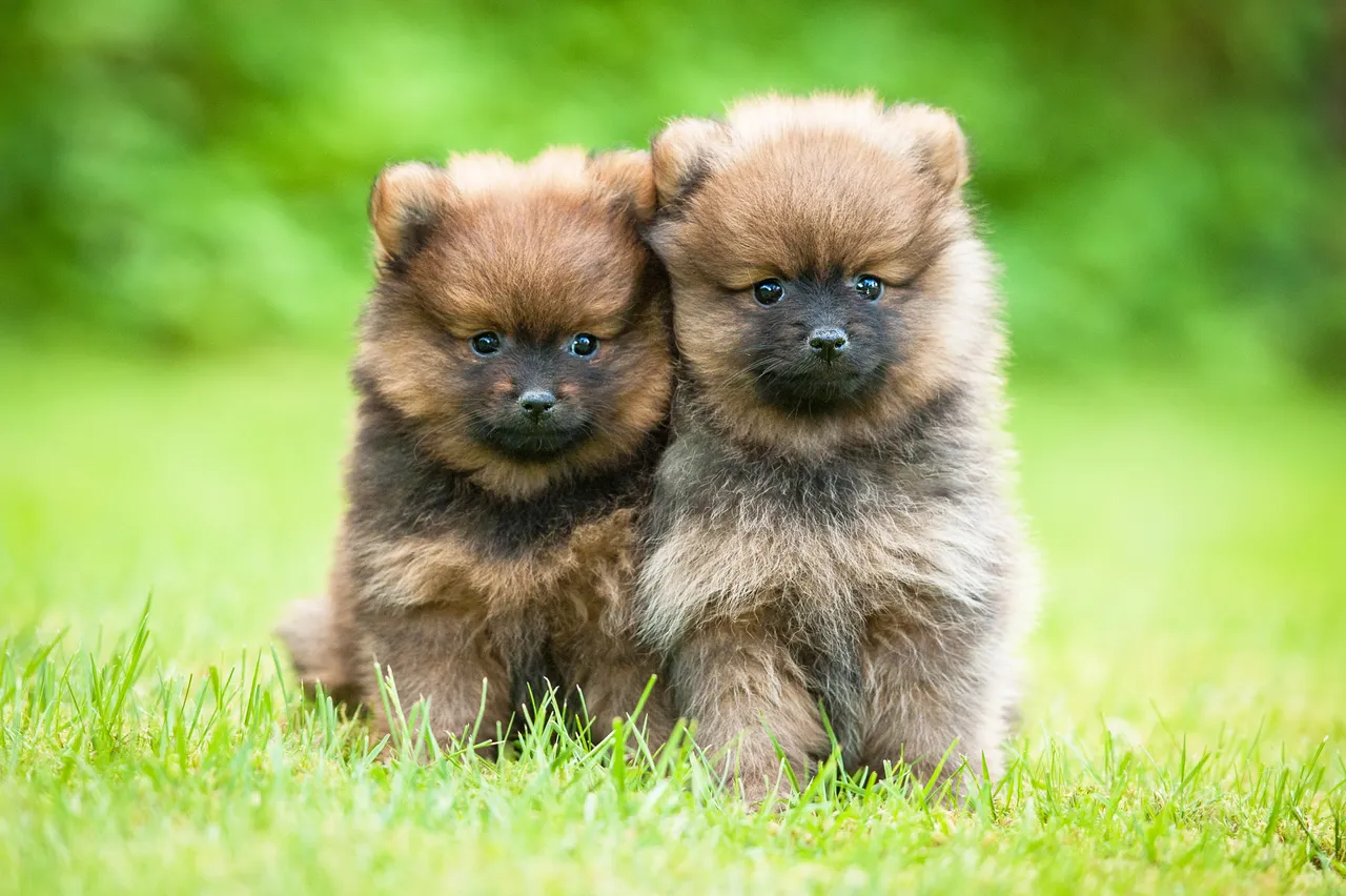 Two Pomeranian puppies