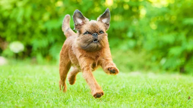 Rough-coated Brussels Griffon running on grass