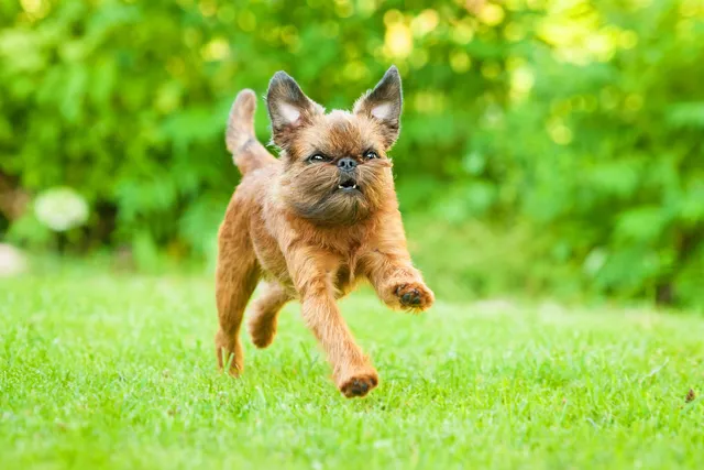 Rough-coated Brussels Griffon running on grass