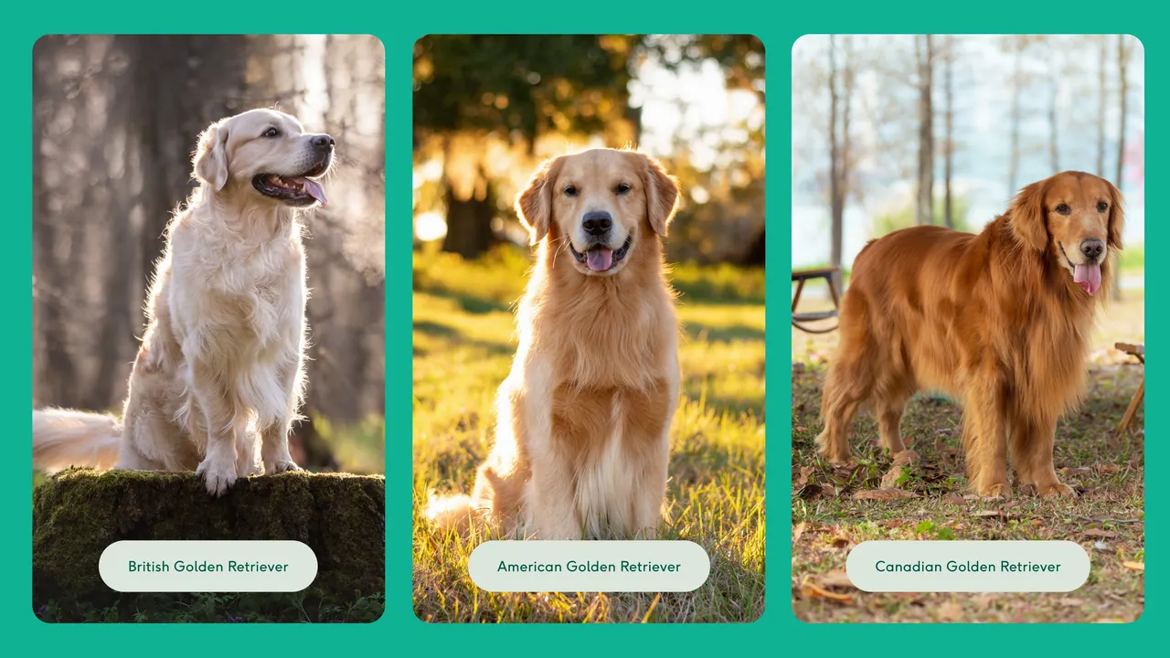 Golden Retriever breed insights care, personality & expert tips Lyka