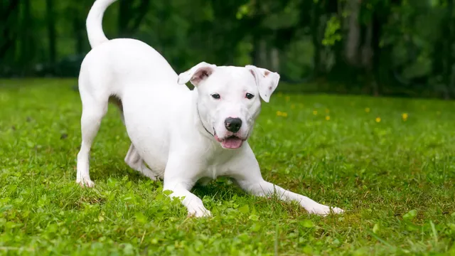 White dog play bowing