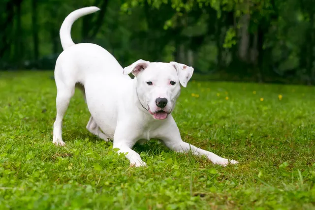 White dog play bowing