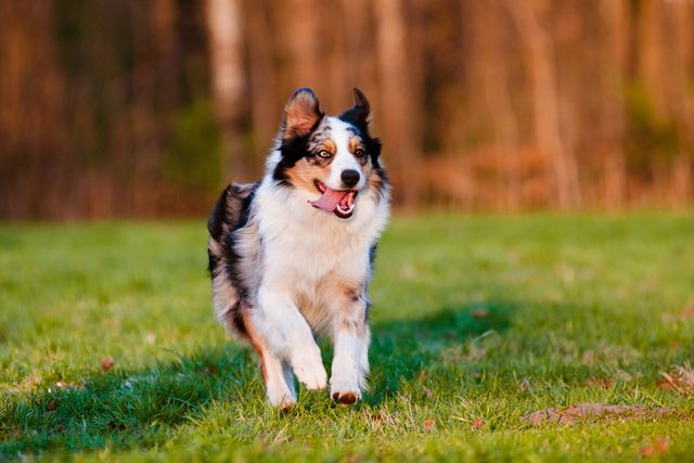 Australian Shepherd running on grass